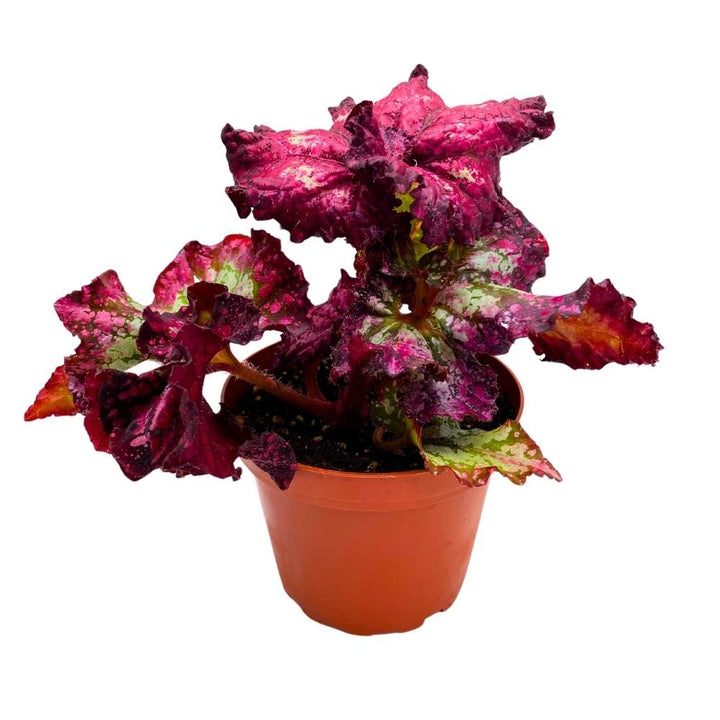 Harmony's Berrylicious Begonia Rex, 4 inch Newest Hybrid Extremely Pink Gnarly Leaves