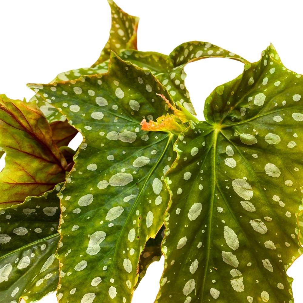 Harmony's Bird of Prey Angel Wing Hybrid Cane Begonia, 6 inch, Green with White Dots Silver Tip Gnarly Leaves