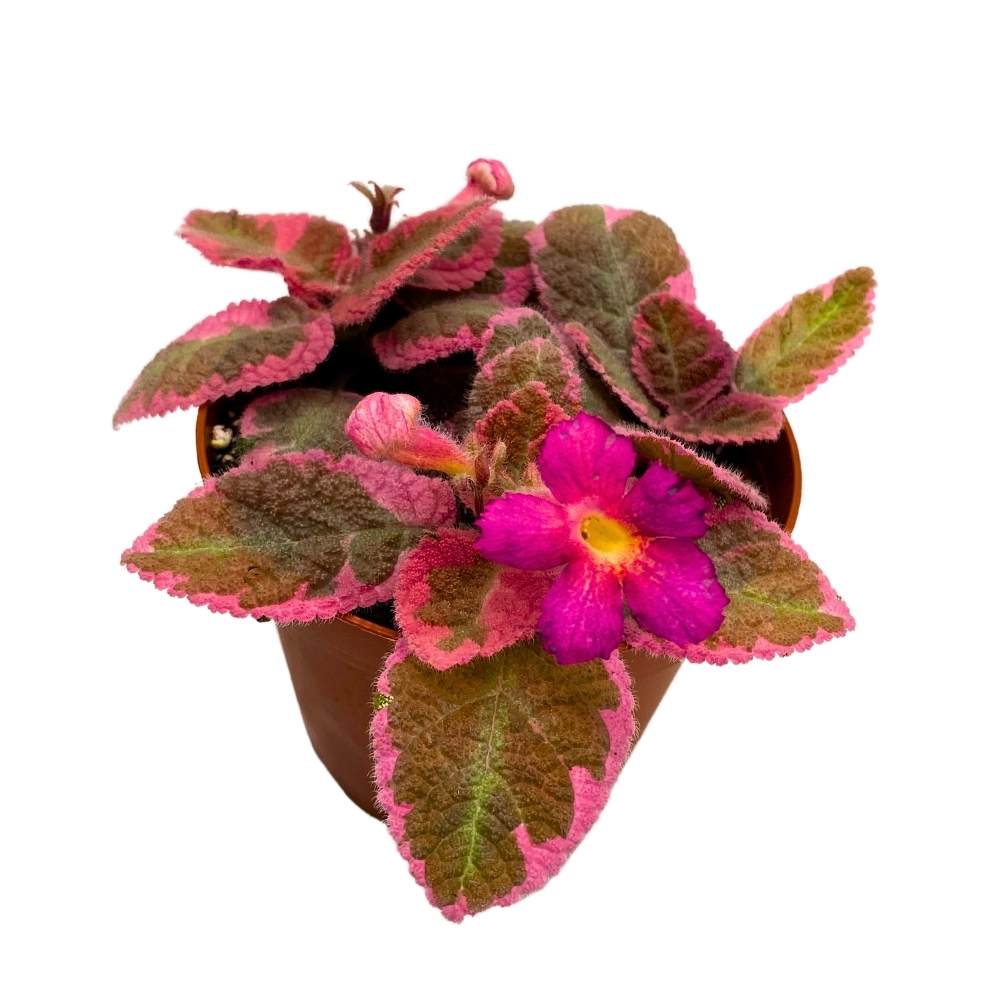 Episcia Pink Smoke Rare Variegated Flame Violet Flowering Gesneriad