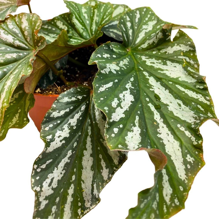 Silver Mist Angel Wing, 6 inch Cane Begonia Green White Streaks