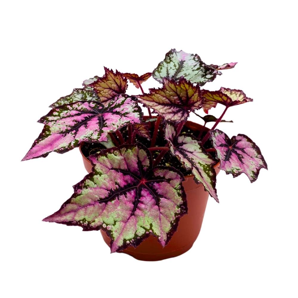 Robert Golden Rhizomatous Begonia, 6 inch Purple Gray Black Band Jagged Leaves