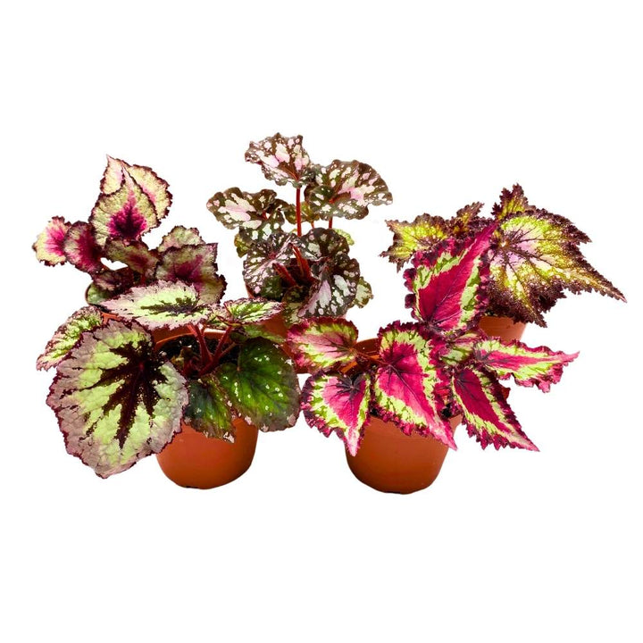 Harmony's Begonia Rex Assortment, 4 inch 5 Different Colorful Rex Begonias