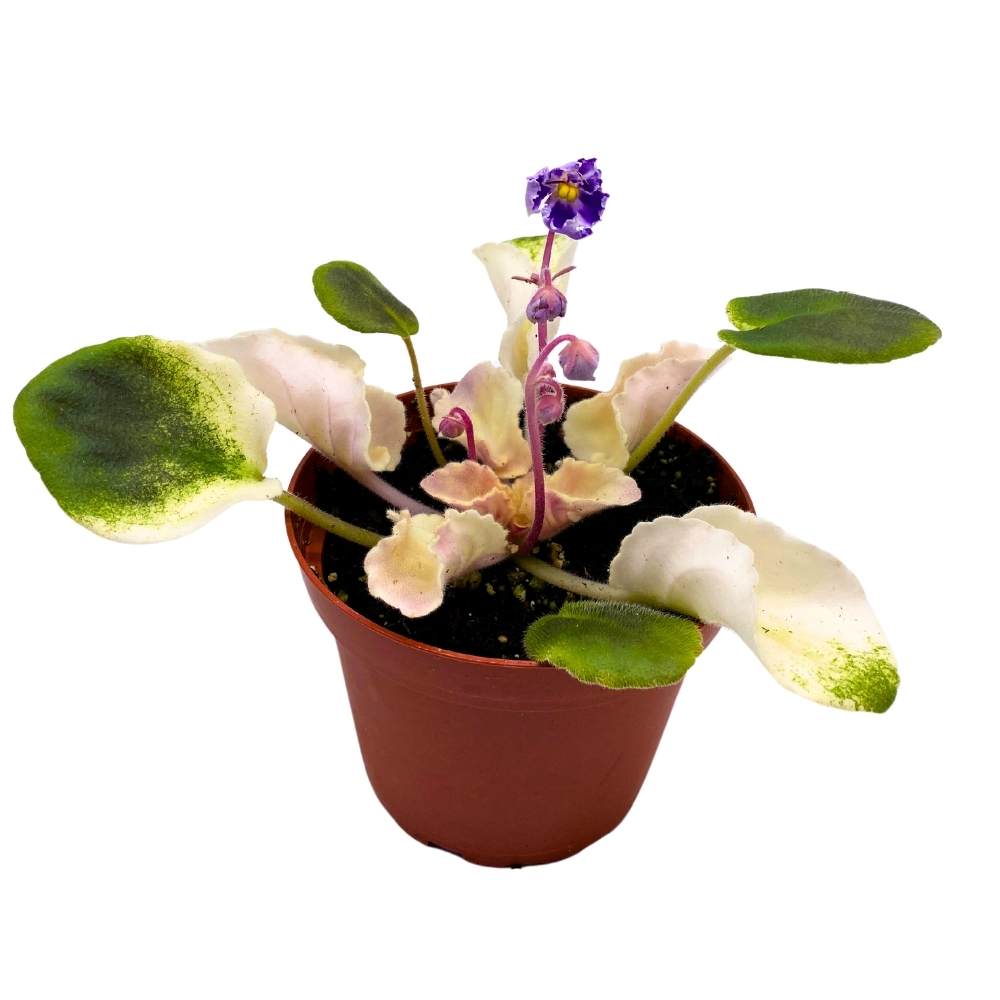 Harmony's Purple Passion Variegated African Violet, 4 inch, Purple Flower Saintpaulia Hybrid Gesneriads