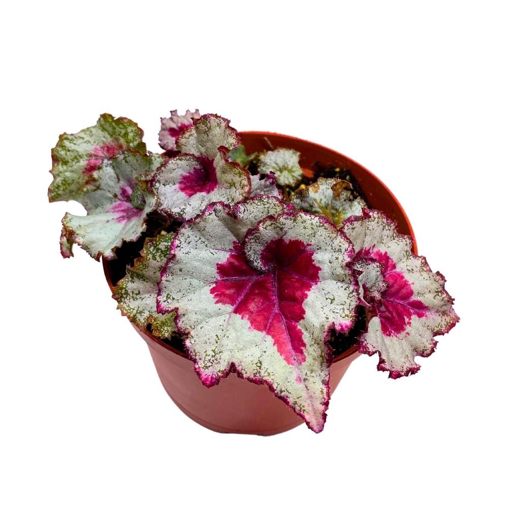 Harmony's Baby Dragon Heart Begonia Rex 6 inch Heart Shaped Spiral Leaf