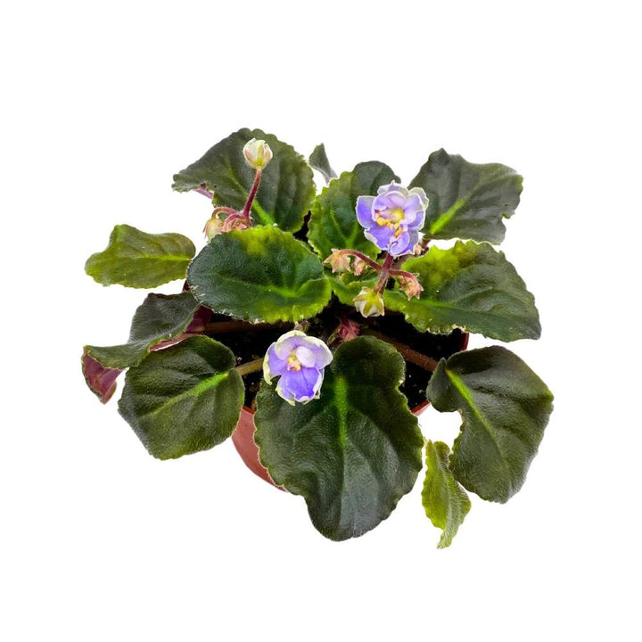 African Violet K's Sage Wand, 4 inch Light Purple Flower Saintpaulia Gesneriads