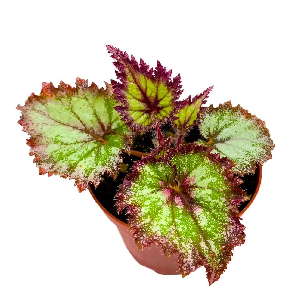 Harmony's Draco Begonia Rex 4 inch White Splashy Jagged Leaves ...