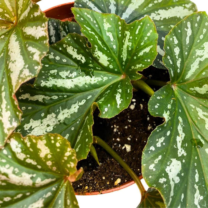 Silver Mist Angel Wing, 6 inch Cane Begonia Green White Streaks