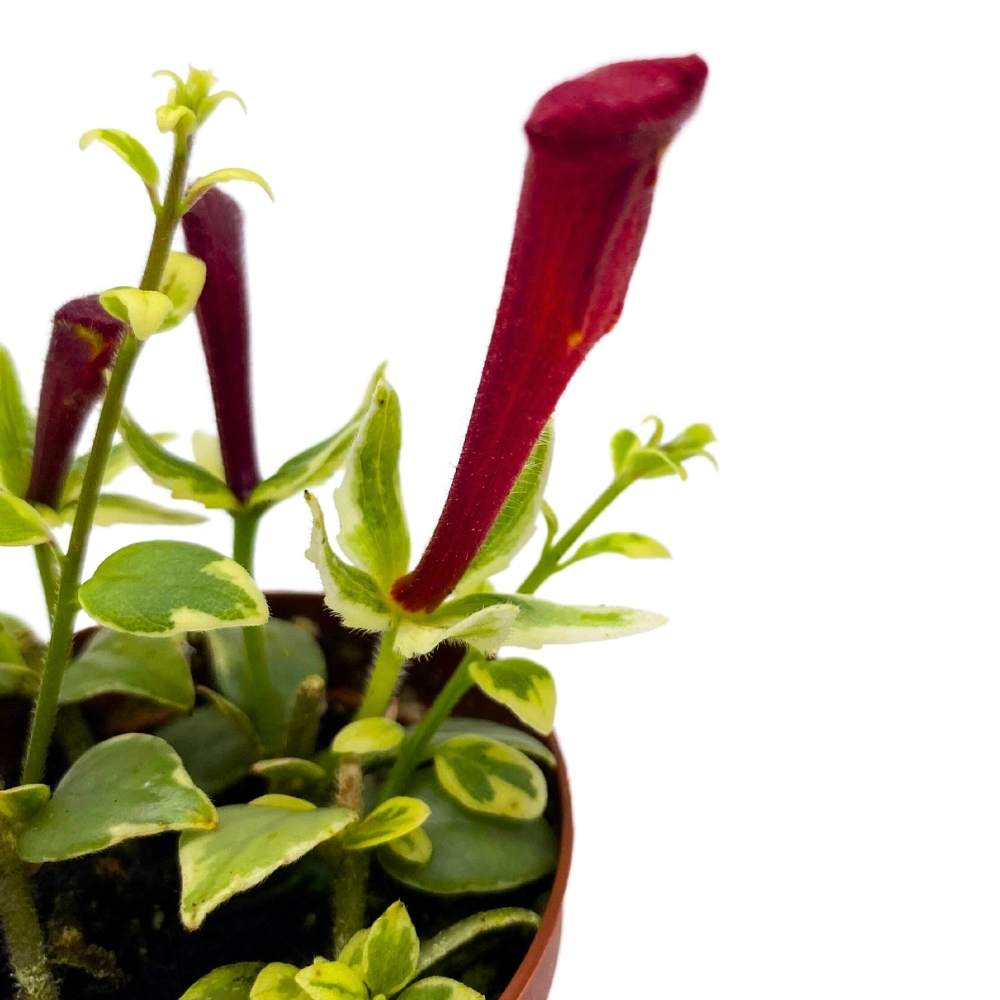 Columnea Broget Stavanger, 2 inch, goldfish plant, lipstick plant, red flower