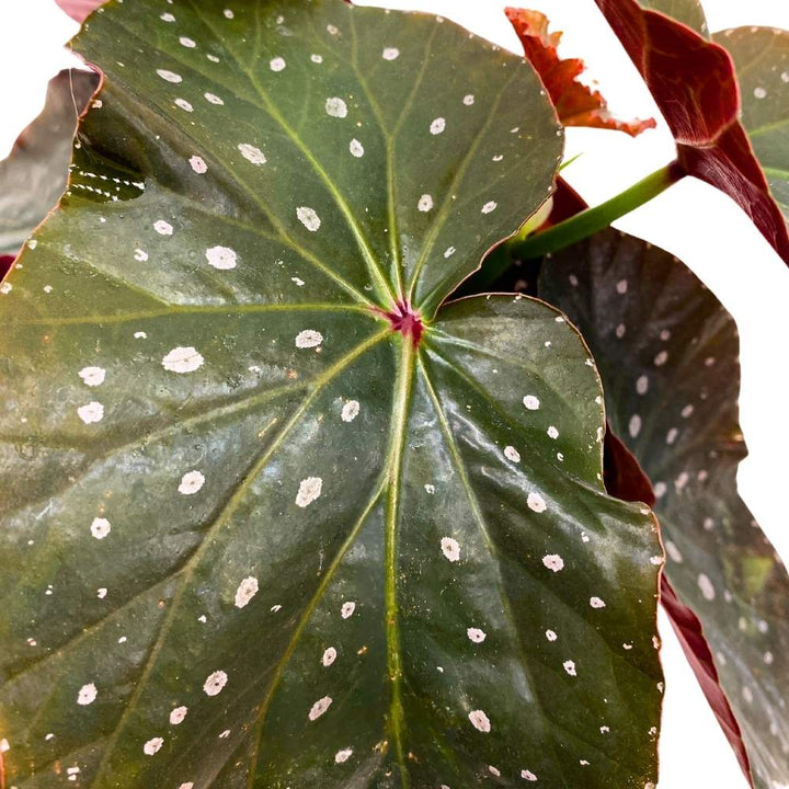 Harmony's Dark Horse Angel Wing, 6 inch Cane Begonia Black Long Leaf Silver Tip Pink Polkadots