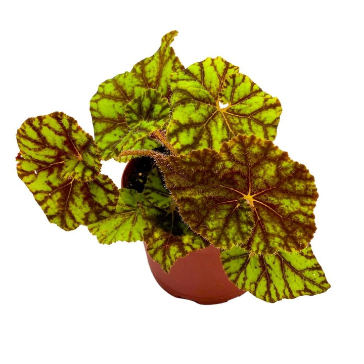 Cowardly Lion Begonia Rex 6 inch Yellow Green Striped Spiral