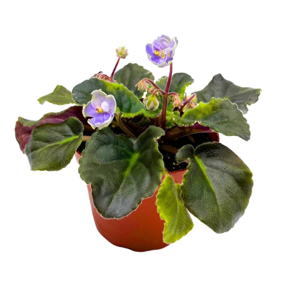 African Violet K's Sage Wand, 4 inch Light Purple Flower Saintpaulia Gesneriads