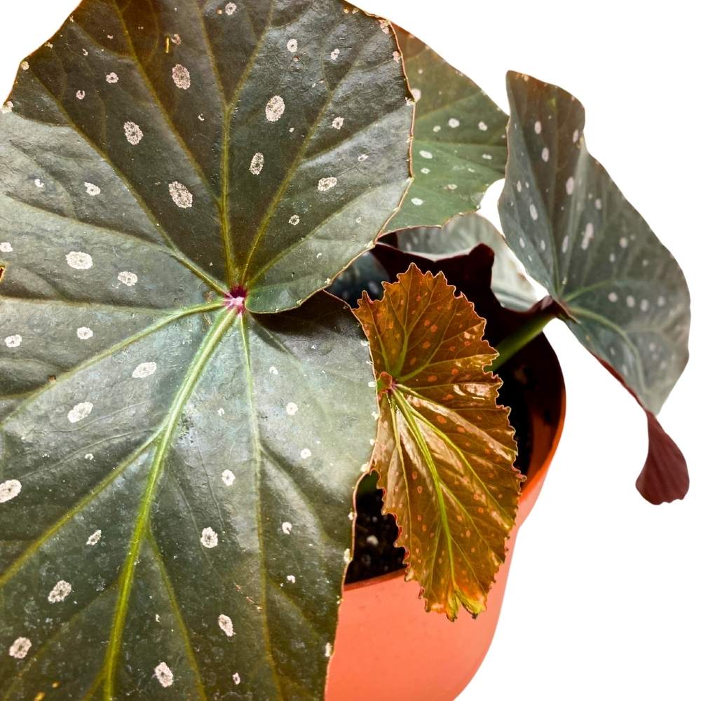 Harmony's Dark Horse Angel Wing, 6 inch Cane Begonia Black Long Leaf Silver Tip Pink Polkadots