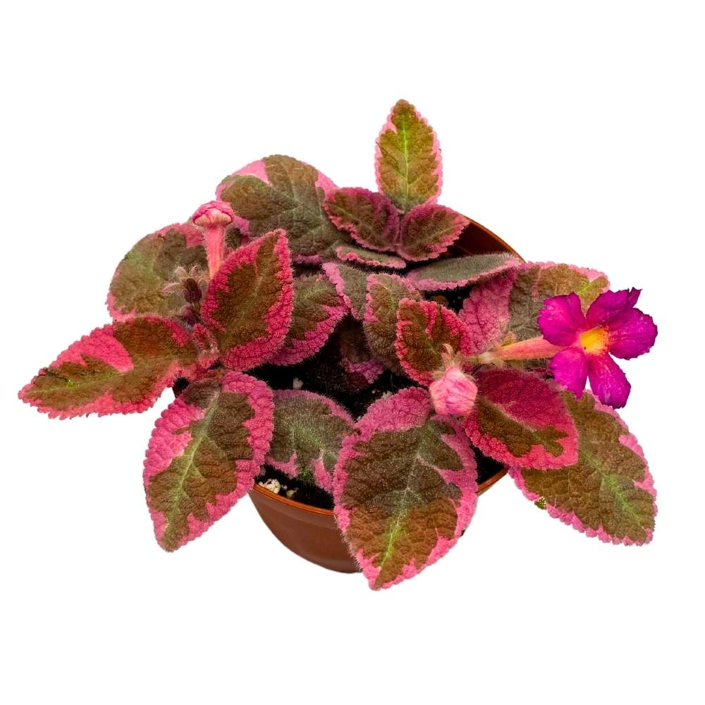 Episcia Pink Smoke Rare Variegated Flame Violet Flowering Gesneriad