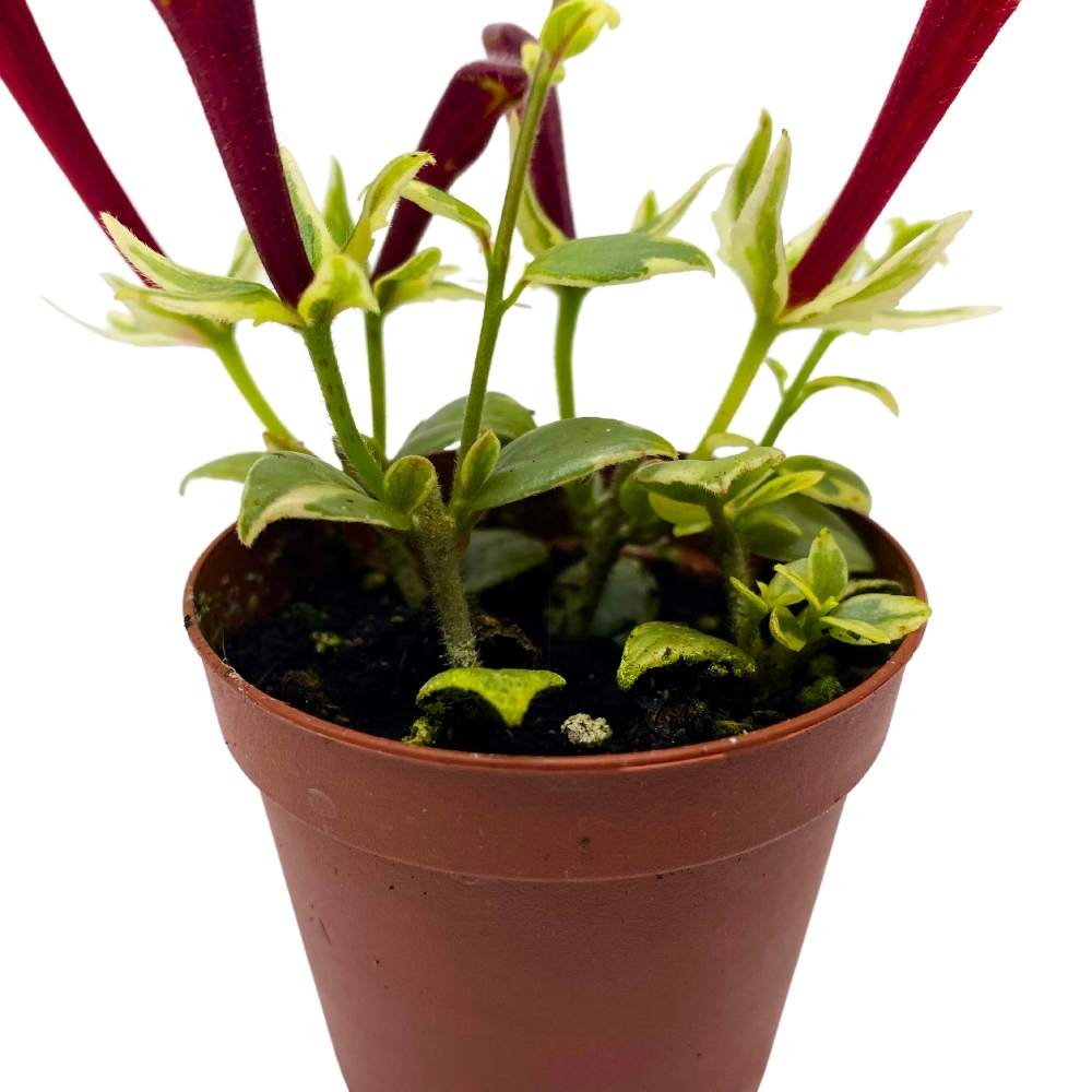 Columnea Broget Stavanger, 2 inch, goldfish plant, lipstick plant, red flower