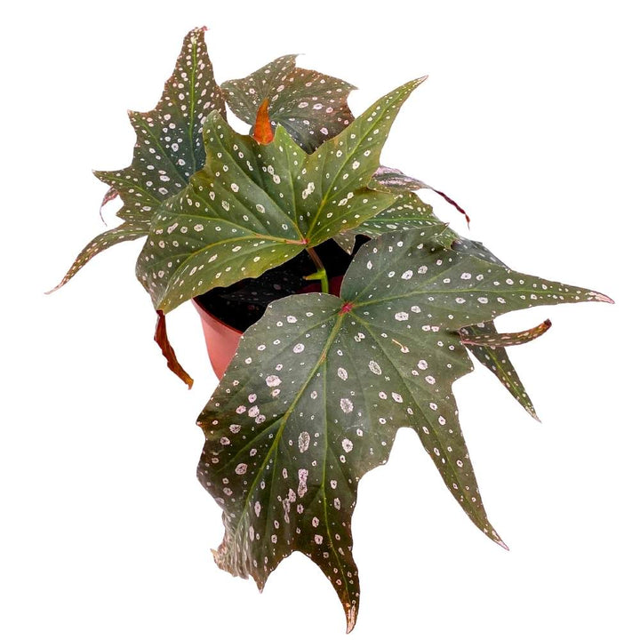 Dimitrios Angel Wing, 6 inch Cane Begonia Pink Polkadot Gnarly Leaves