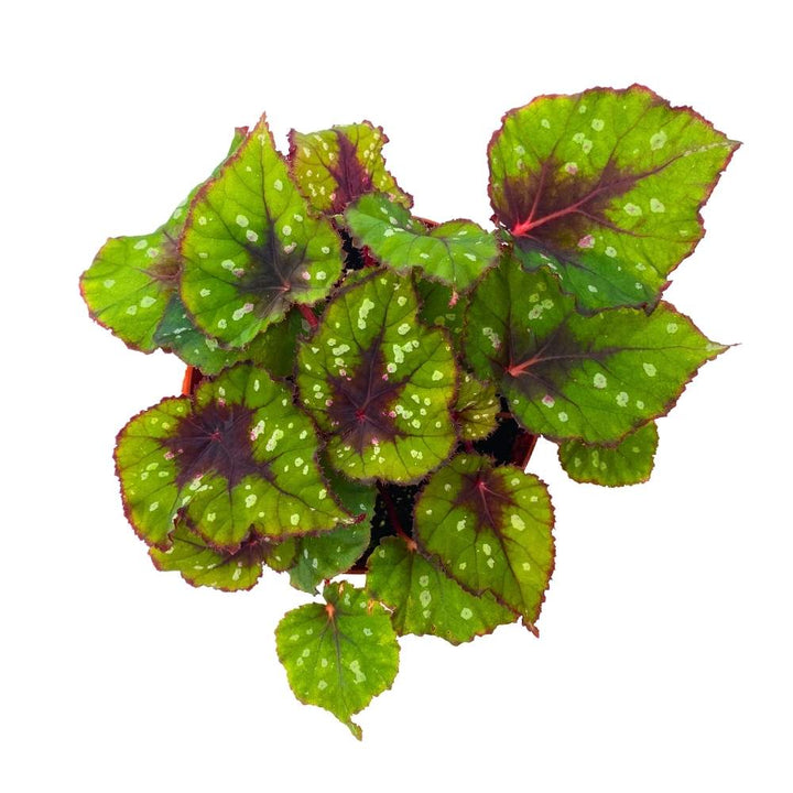 Harmony's Grinch Begonia Rex Green and Red with White Spots