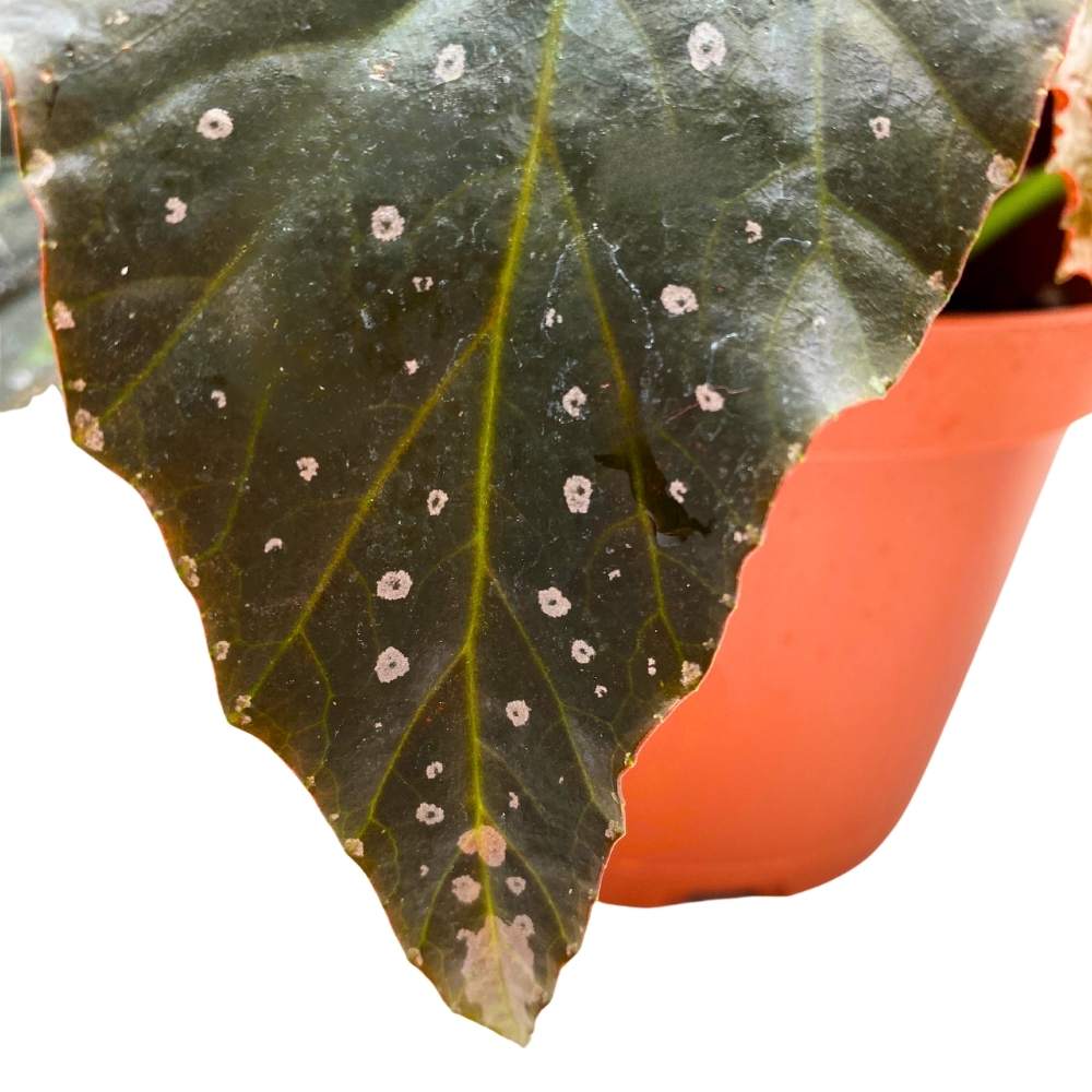 Harmony's Dark Horse Angel Wing, 6 inch Cane Begonia Black Long Leaf Silver Tip Pink Polkadots