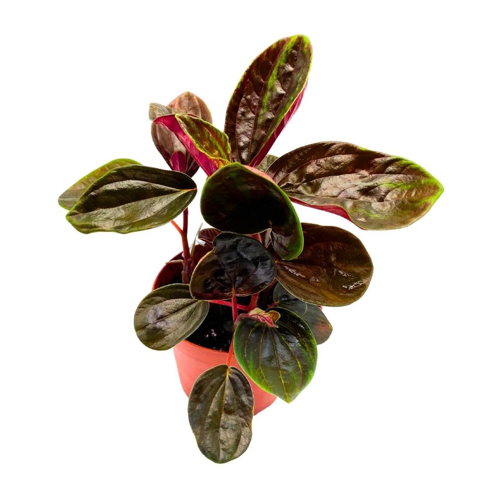 Harmony Foliage Peperomia Rugosa