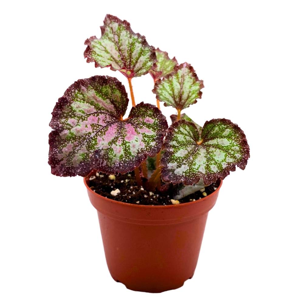 Harmony's Stained Glass 4 inch Begonia Rex Multicolored Splash
