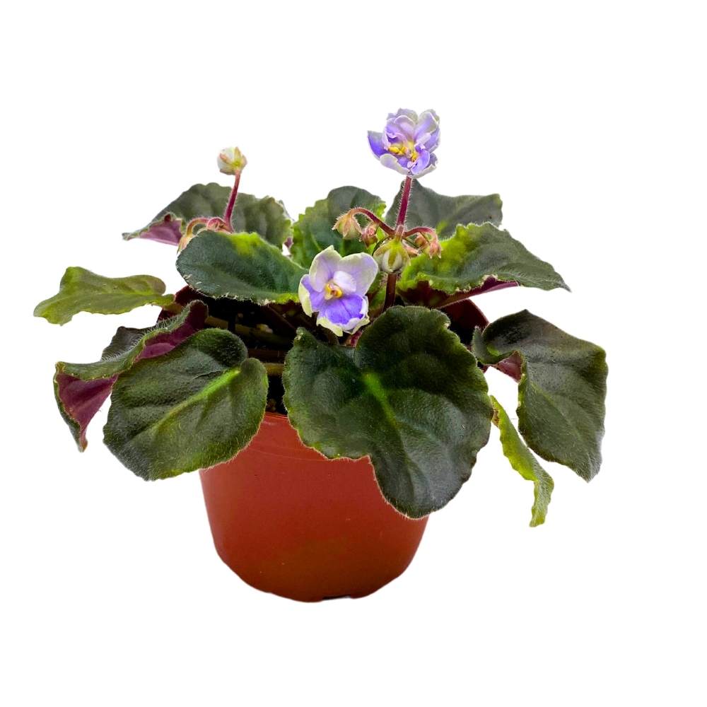 African Violet K's Sage Wand, 4 inch Light Purple Flower Saintpaulia Gesneriads