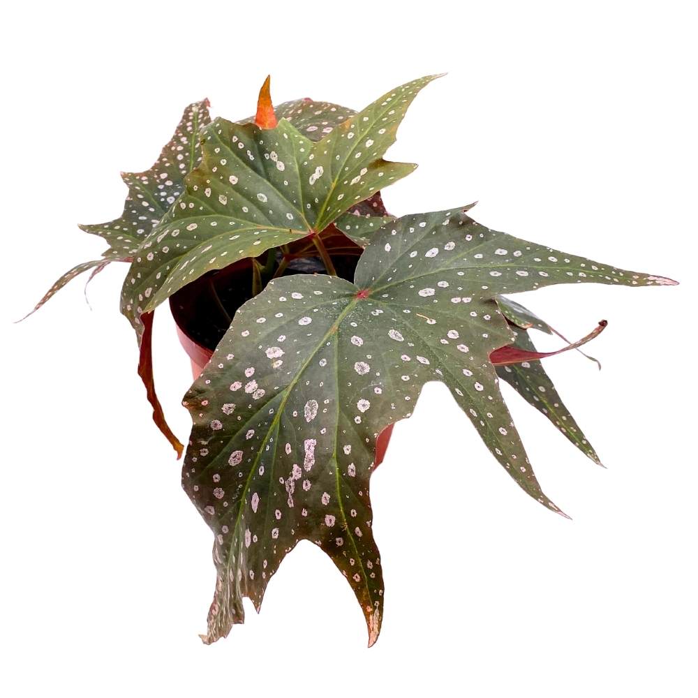 Dimitrios Angel Wing, 6 inch Cane Begonia Pink Polkadot Gnarly Leaves