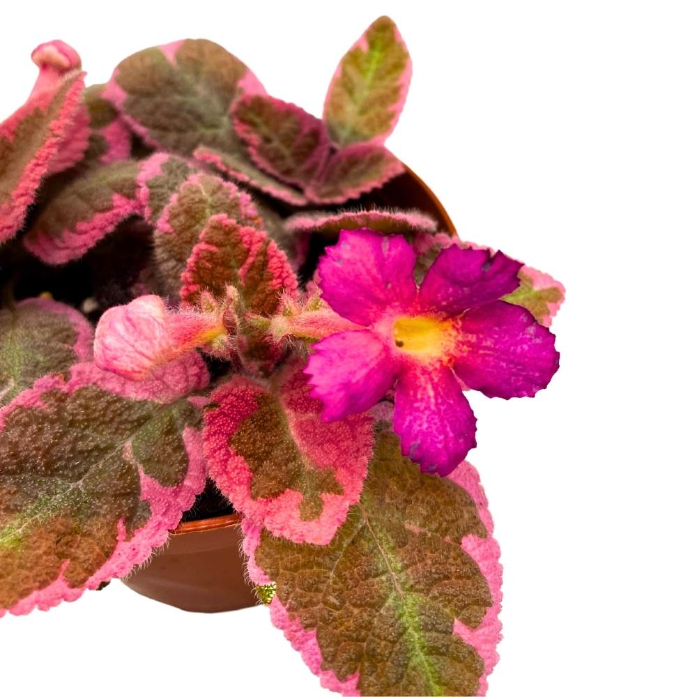 Episcia Pink Smoke Rare Variegated Flame Violet Flowering Gesneriad