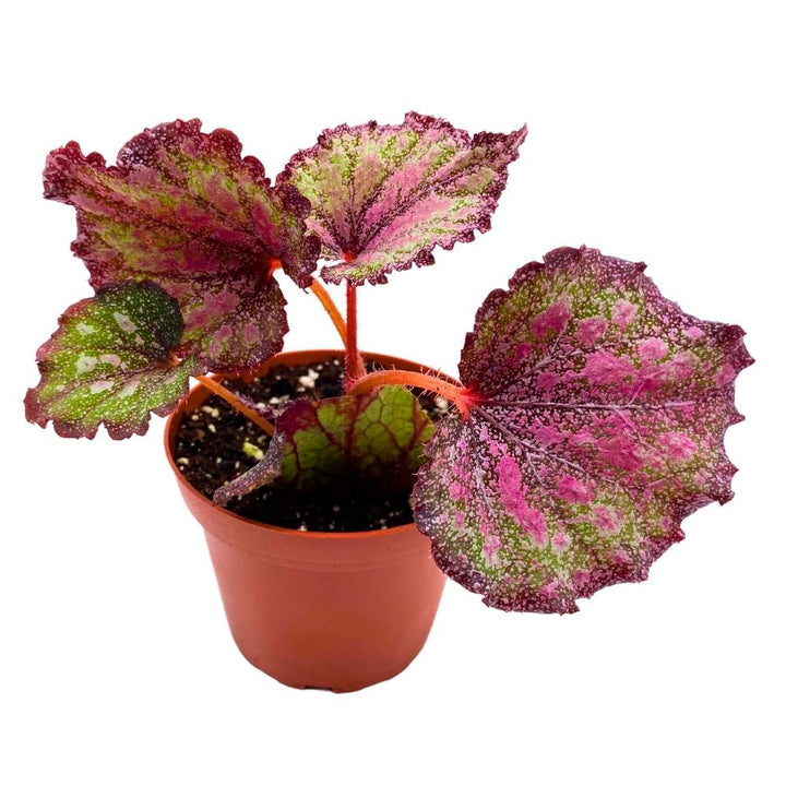 Harmony's Stained Glass 4 inch Begonia Rex Multicolored Splash