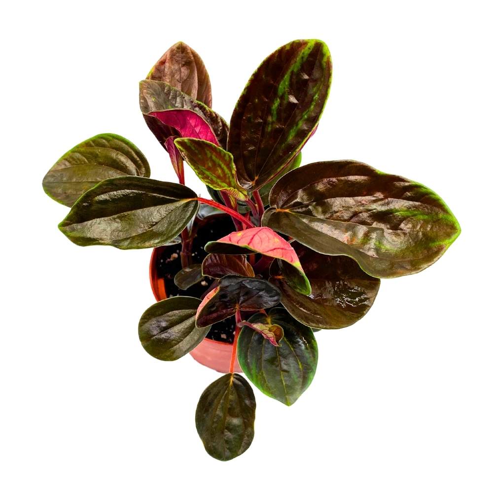 Harmony Foliage Peperomia Rugosa - Thumbnail 3