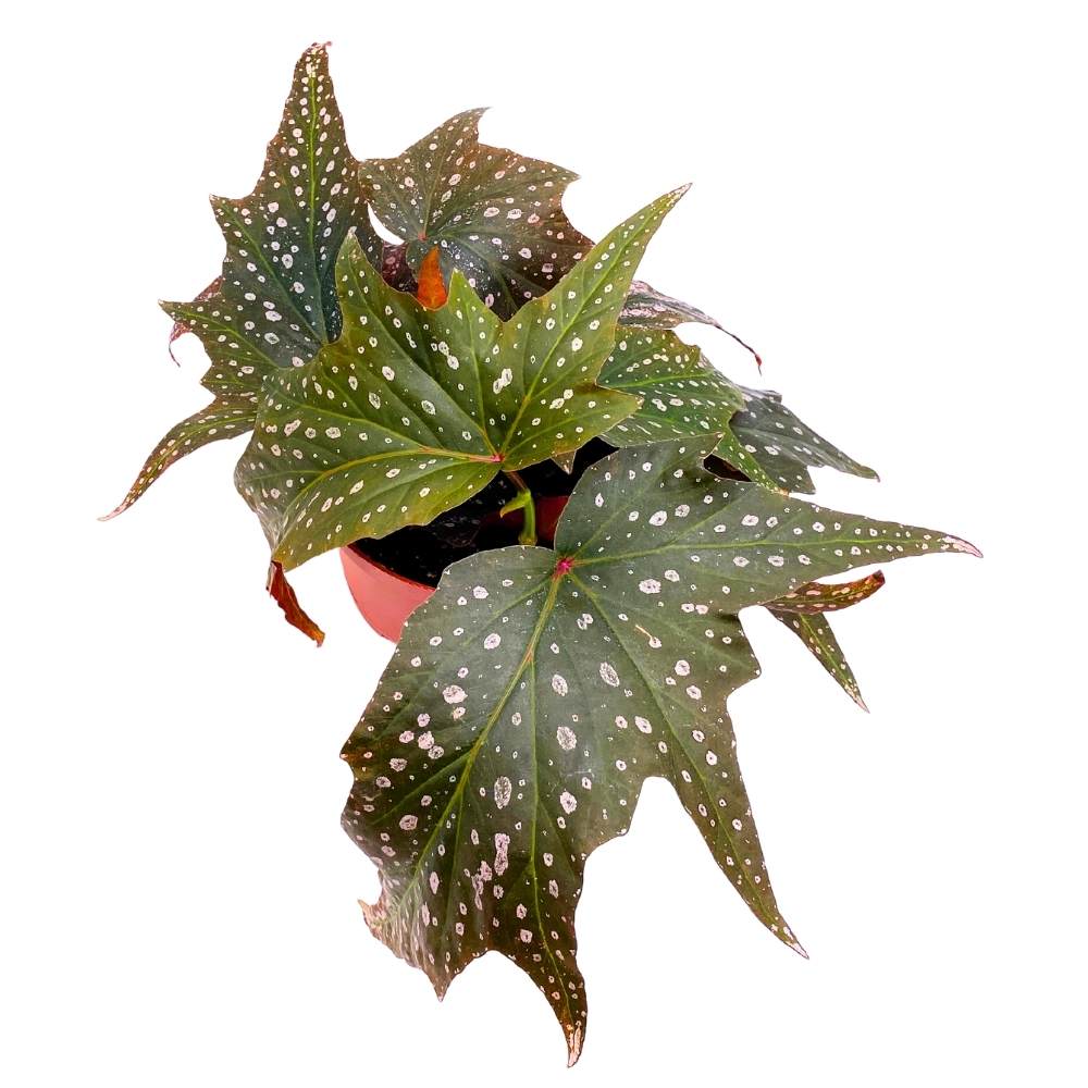 Dimitrios Angel Wing, 6 inch Cane Begonia Pink Polkadot Gnarly Leaves