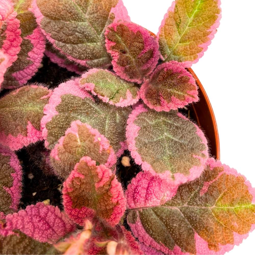 Episcia Pink Smoke Rare Variegated Flame Violet Flowering Gesneriad