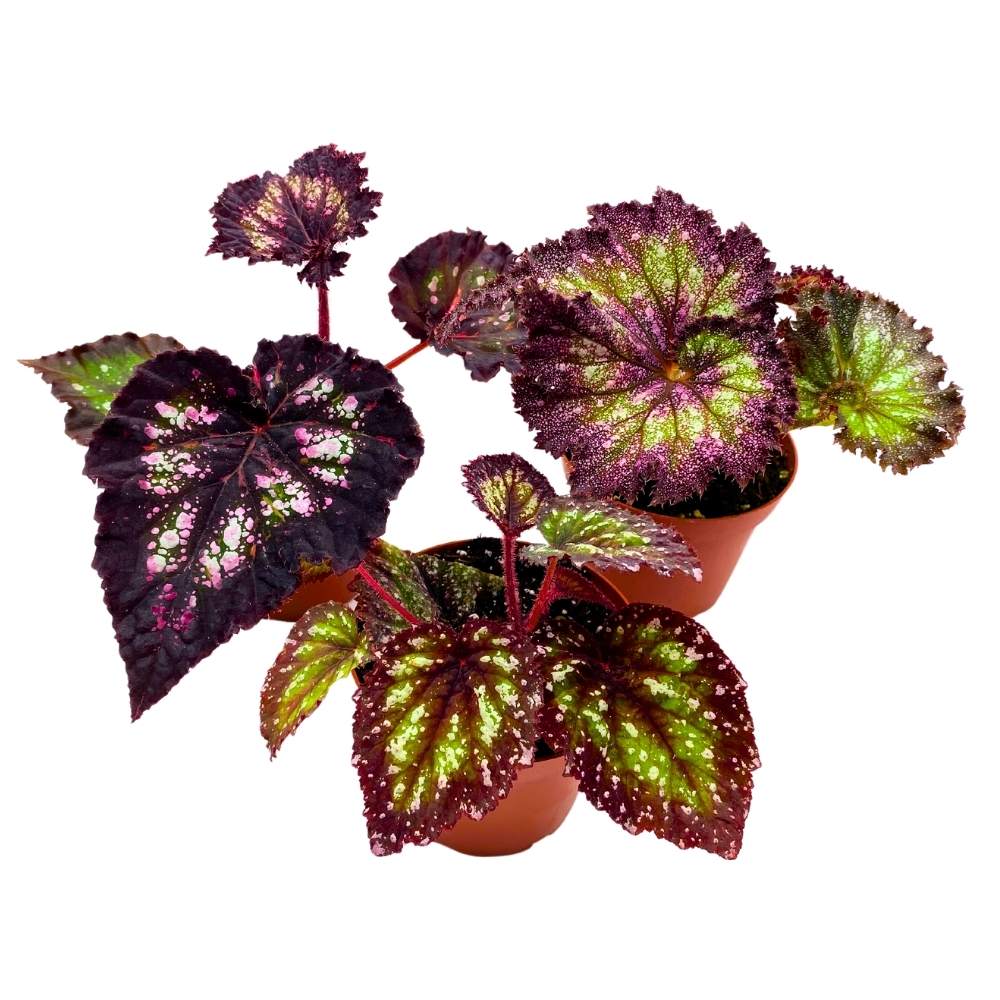 Harmony's Purple and Green Begonia Assortment 4 inch Set of 3 Harmony Hybrids Splashy Colors