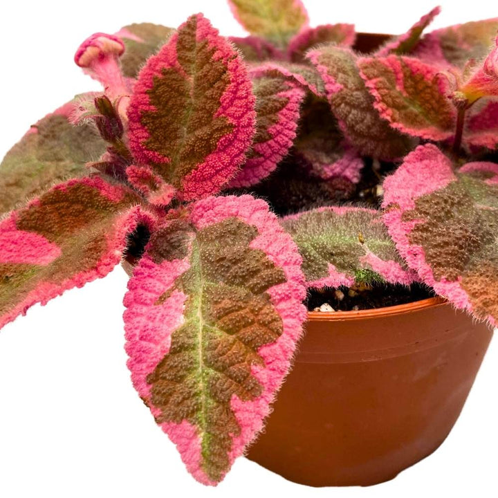 Episcia Pink Smoke Rare Variegated Flame Violet Flowering Gesneriad