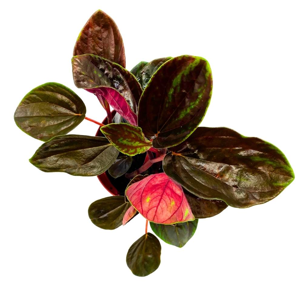 Harmony Foliage Peperomia Rugosa - Thumbnail 2
