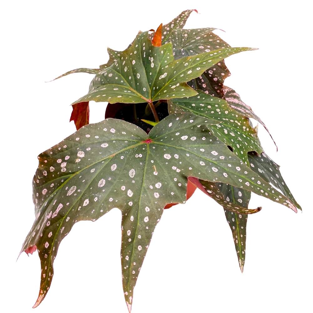 Dimitrios Angel Wing, 6 inch Cane Begonia Pink Polkadot Gnarly Leaves