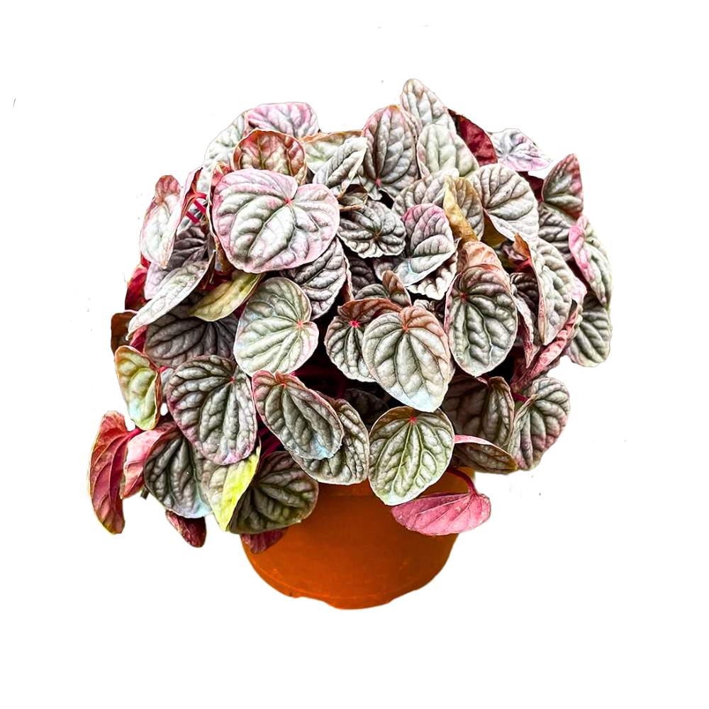 Peperomia Luna Red 6 inch Ripple Pep Caperata