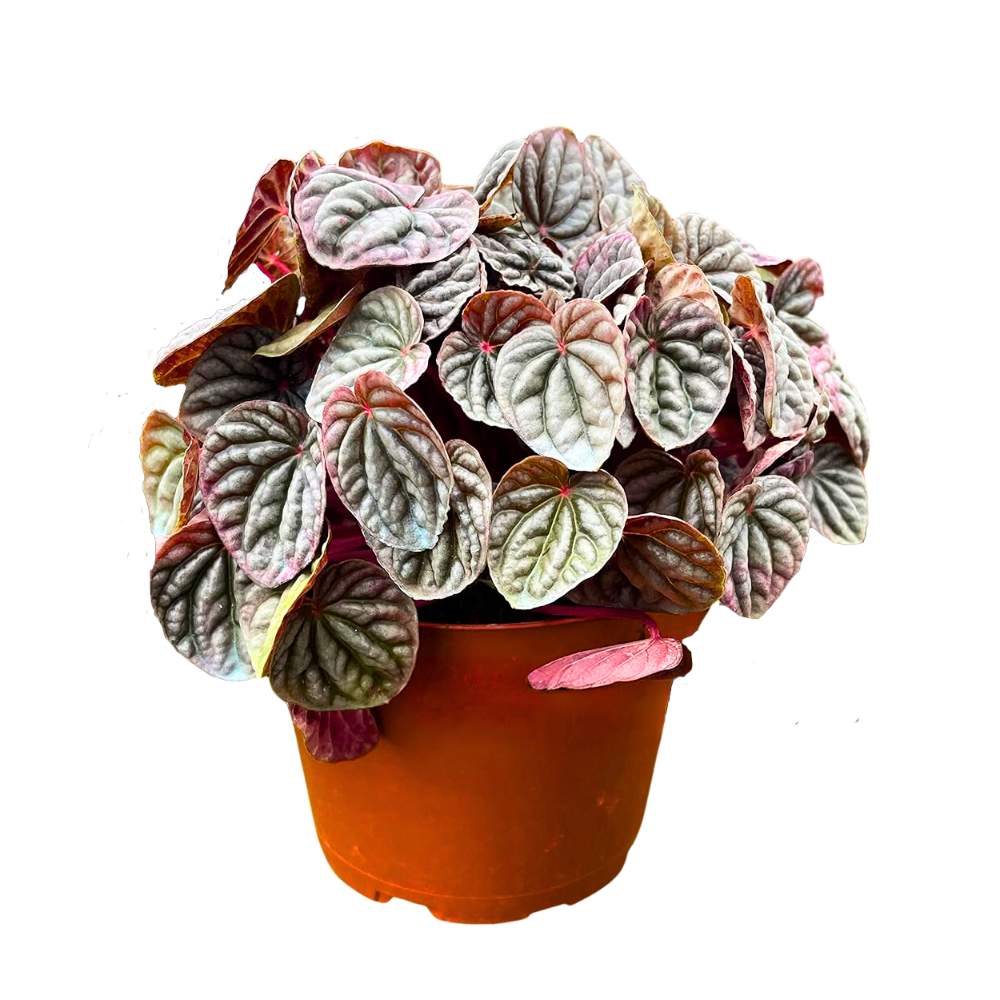 Peperomia Luna Red 6 inch Ripple Pep Caperata