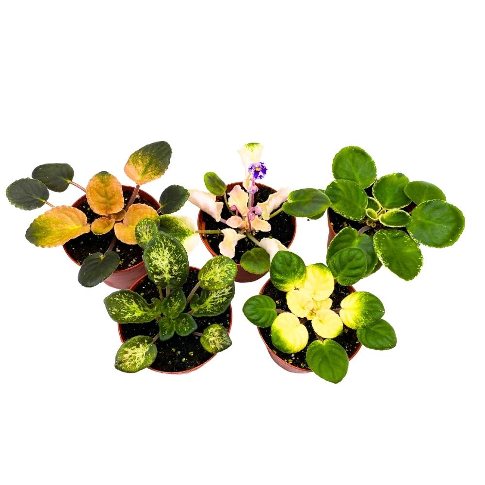 Harmony's Variegated African Violet Assortment, 4 inch set of 5, Rare Saintpaulia Violets Gesneriads