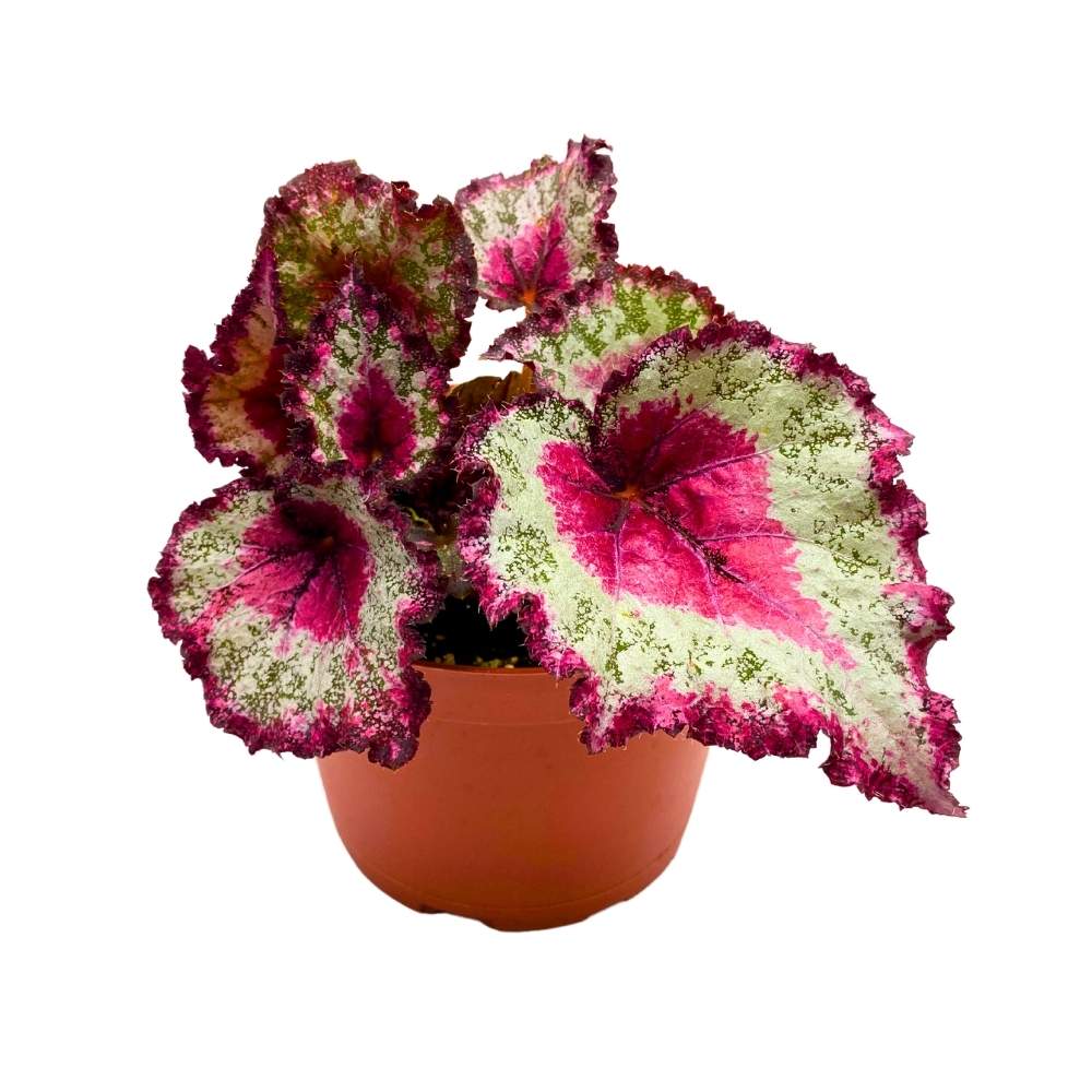 Harmony's Gift Wrap Begonia Rex 6 inch Pink Green White Dots Curly Spotted