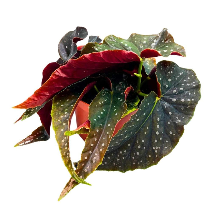 Harmony's Angel Kisses Angel Wing, 6 inch Cane Begonia Black Narrow Curly Leaf Silver Tip White Polkadots