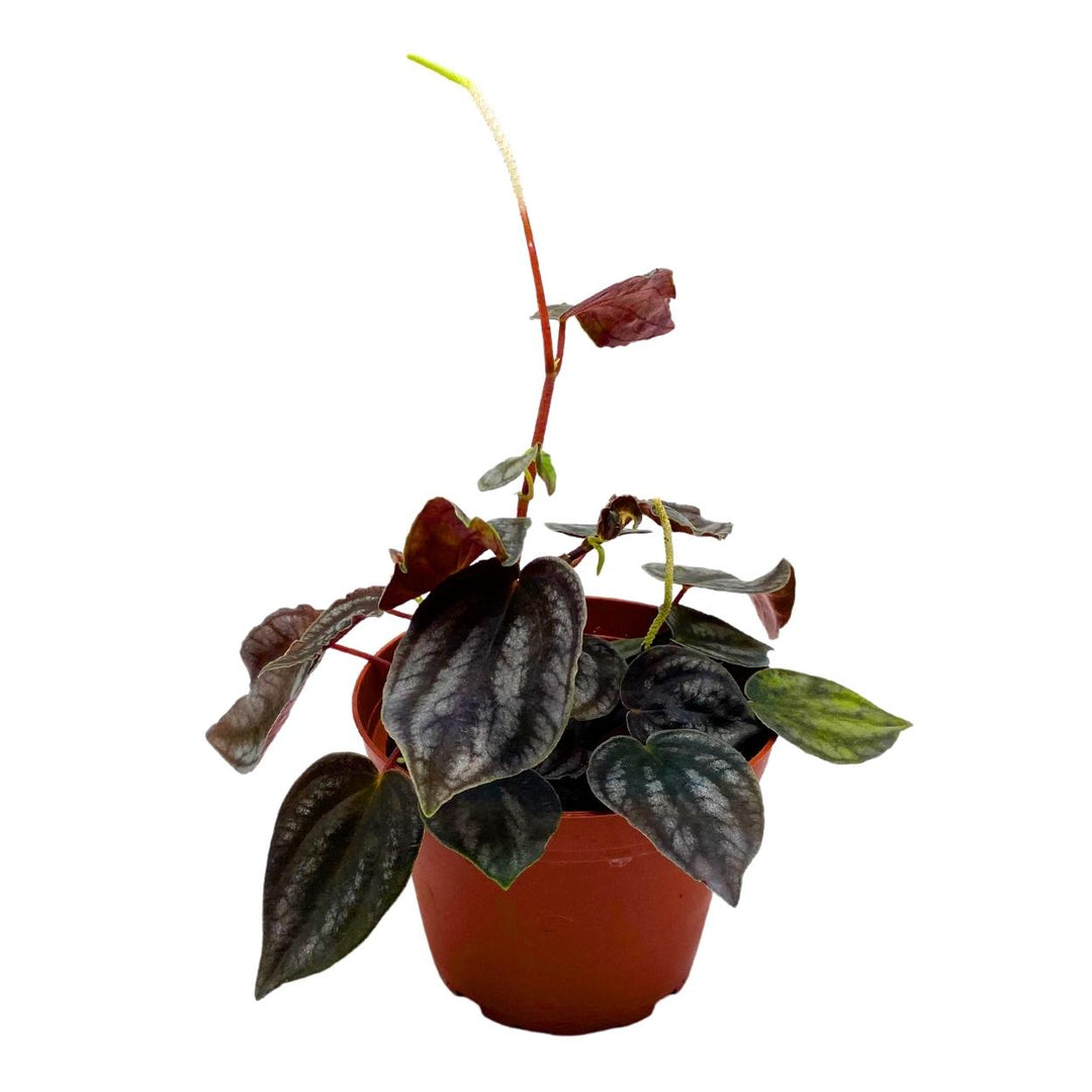 Peperomia Turboensis, 4 inch, Black Metallic Pep