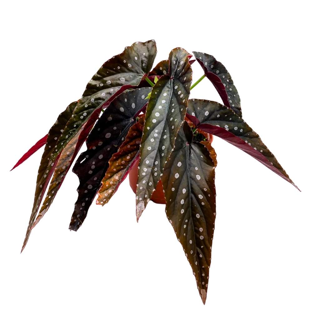 Harmony's Siren Angel Wing Cane Begonia 6 inch Premium Hybrid