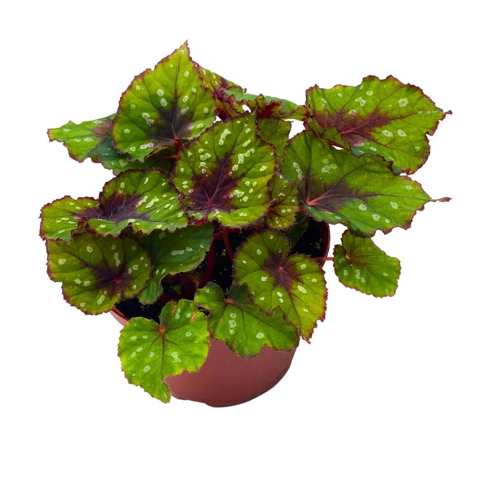 Harmony's Grinch Begonia Rex Green and Red with White Spots – Harmony ...