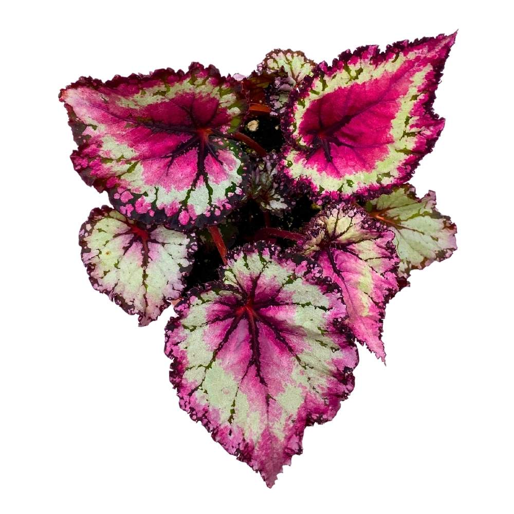 Harmony's Raspberry Beret 6 inch Begonia Rex Pink Center Pink Band and ...