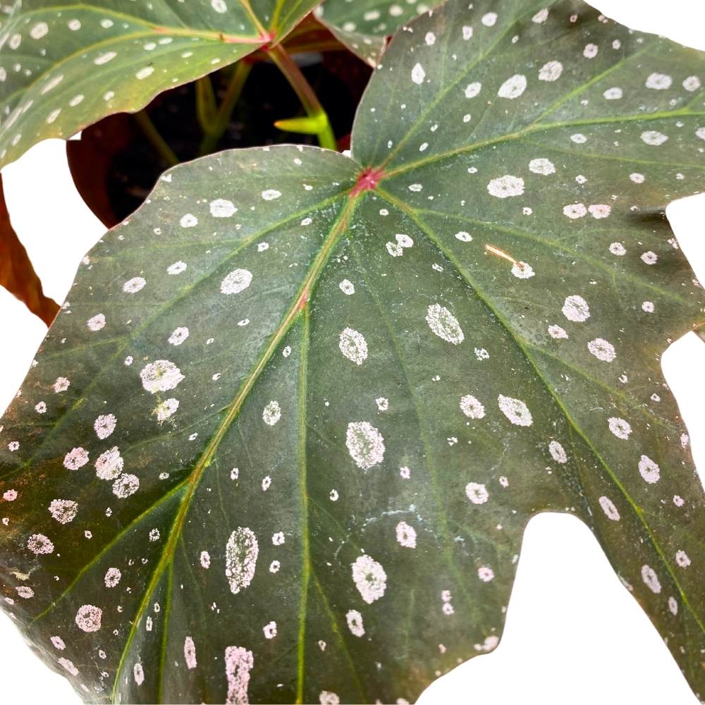 Dimitrios Angel Wing, 6 inch Cane Begonia Pink Polkadot Gnarly Leaves