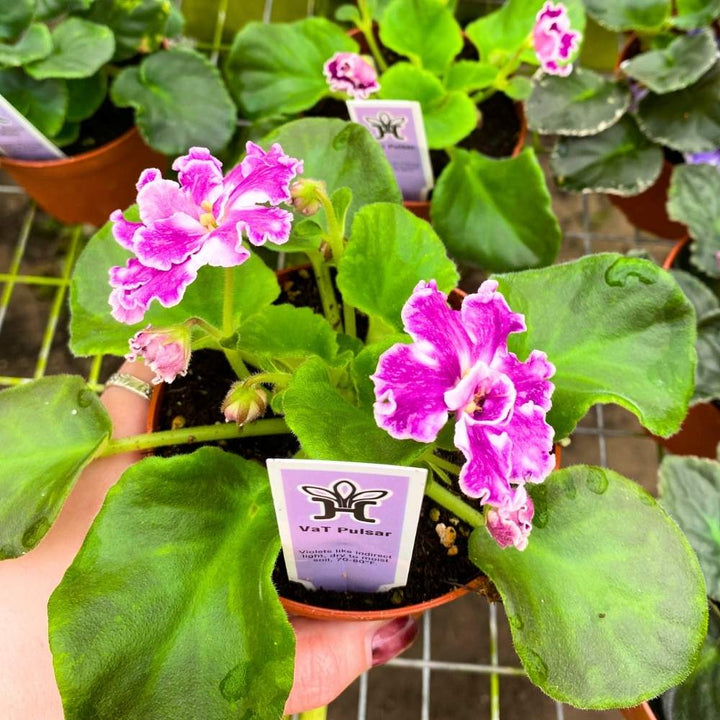 VaT Pulsar African Violet, 4 inch, Gesneriad Pink White Large Variegated Flower