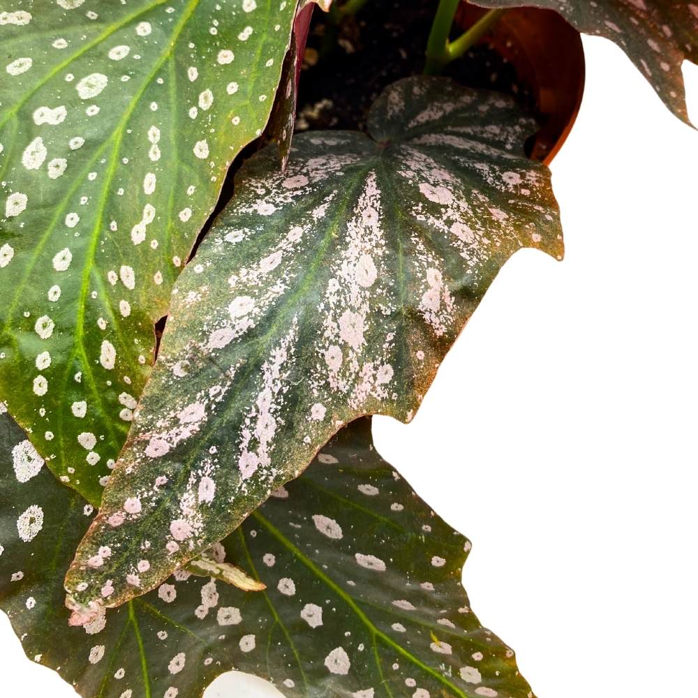 Dimitrios Angel Wing, 6 inch Cane Begonia Pink Polkadot Gnarly Leaves