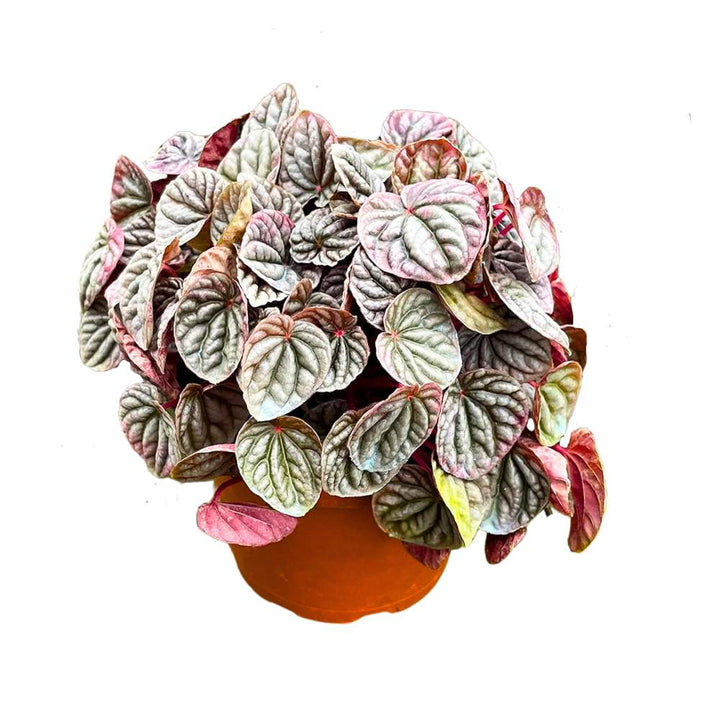 Peperomia Luna Red 6 inch Ripple Pep Caperata