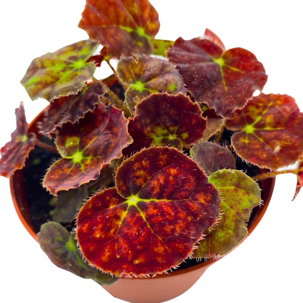 Begonia Vivaldi 4 inch Rhizomatous Dark Red