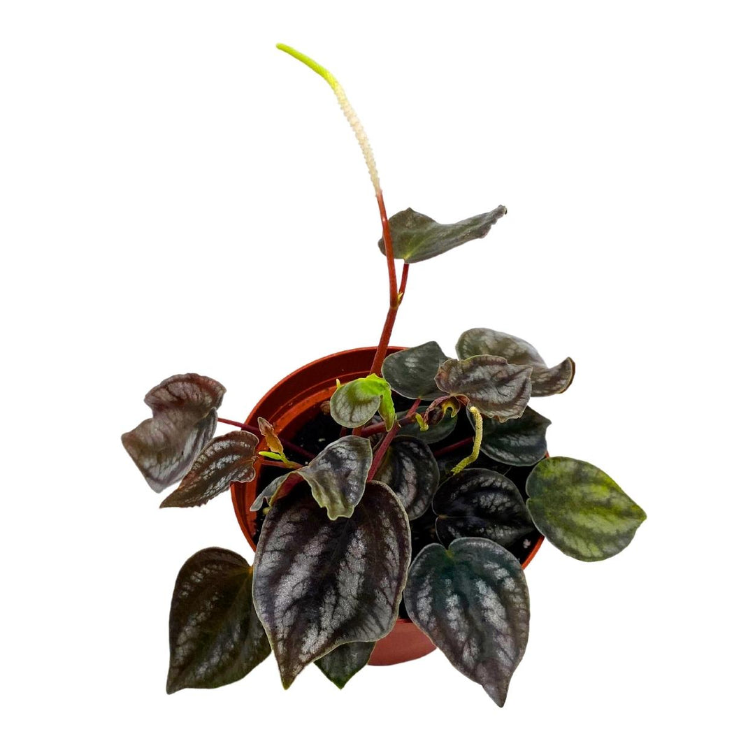 Peperomia Turboensis, 4 inch, Black Metallic Pep