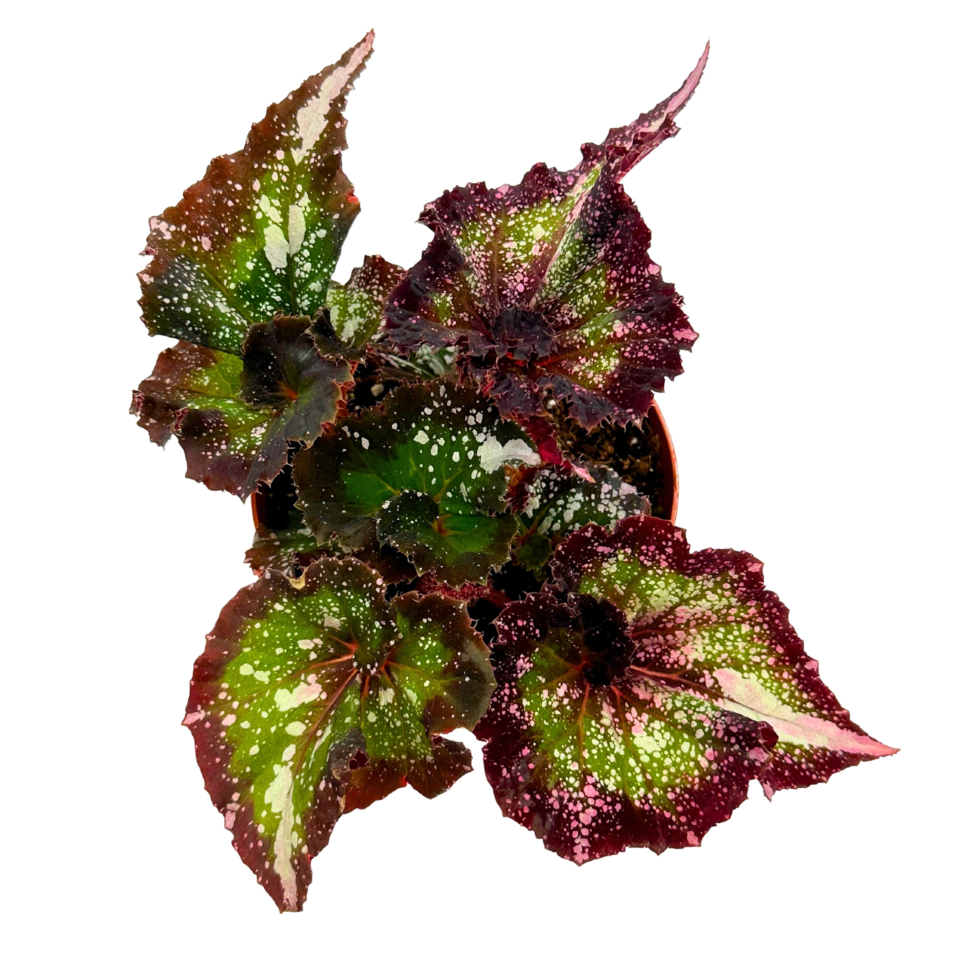 peculiarman　Begonia 3点コンパクト便発送 Harmony's Dream Weaver, 4 inch, New Begonia Rex Cultivar